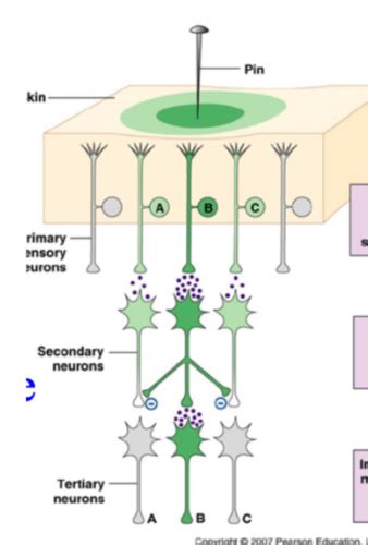 The Somatosensory System Flashcards Quizlet