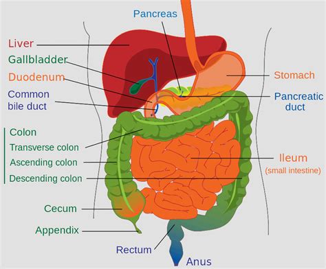 Gi Tract Anatomy Diagram