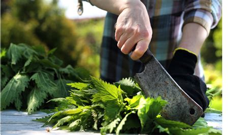 Les bienfaits du purin d ortie un allié naturel pour votre jardin