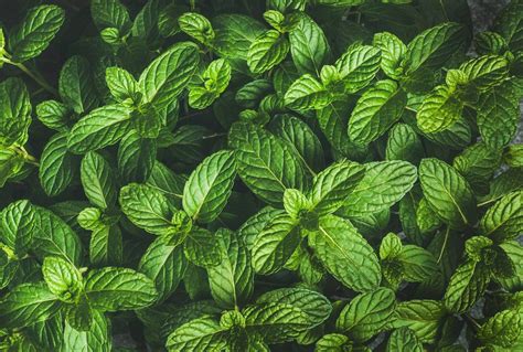 Download Mint Leaves Top View Wallpaper | Wallpapers.com