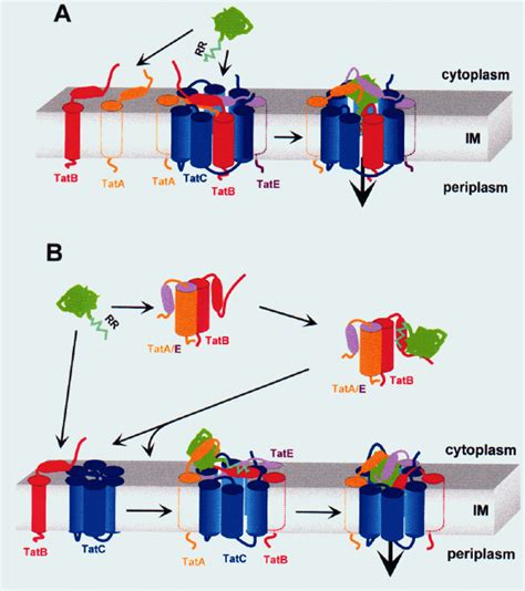 Operational Models Of The Bacterial Tat System Transmembrane Segments