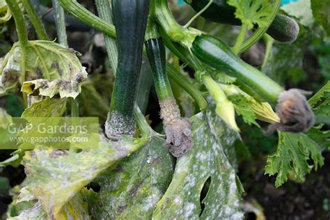 Courgette plant with... stock photo by Dave Bevan, Image: 0221238