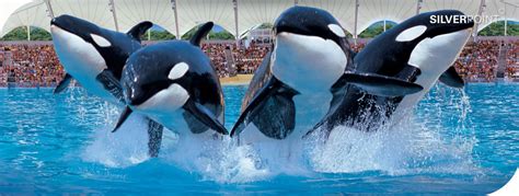 Image - Loro parque-2.jpg | Loro parque killer whales Wiki | FANDOM powered by Wikia