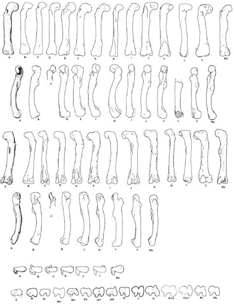 Figure From The Large Theropod Fauna Of The Lourinh Formation