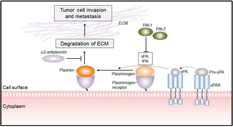 Ijms Free Full Text From Plasminogen To Plasmin Role Of