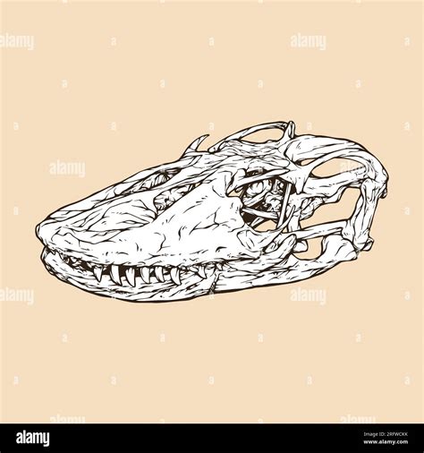 Komodo Dragon Skull Head Vector Illustration Stock Vector Image And Art
