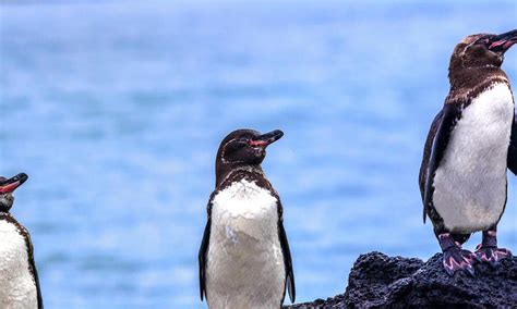 Galápagos Penguin Species Wwf