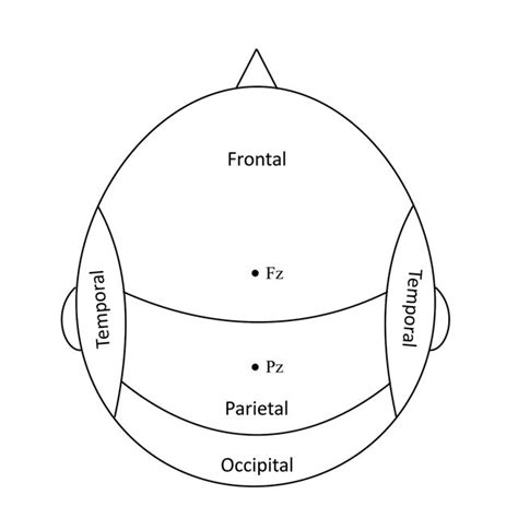 Sketch of brain cortices and electrodes used in analysis. Frontal,... | Download Scientific Diagram