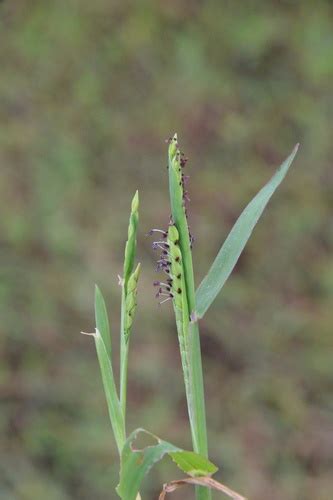 Brook Crowngrass Paspalum Acuminatum · Inaturalist