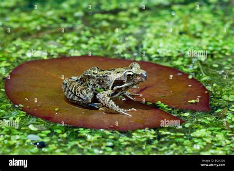 european common brown frog rana temporaria sitting  water lily pad