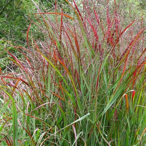 Red Switchgrass Panicum Virgatum Shenandoah Begins To Take On Its Purple Hues In Spring By