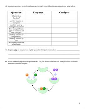 Enzymes Homework And Study Guide By Amy Brown Science TpT