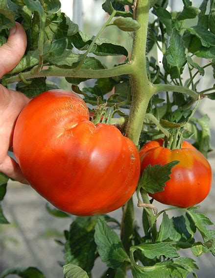 Ovis Romanian Giant Tomato Buy Your Seed Here Sea Spring Seeds