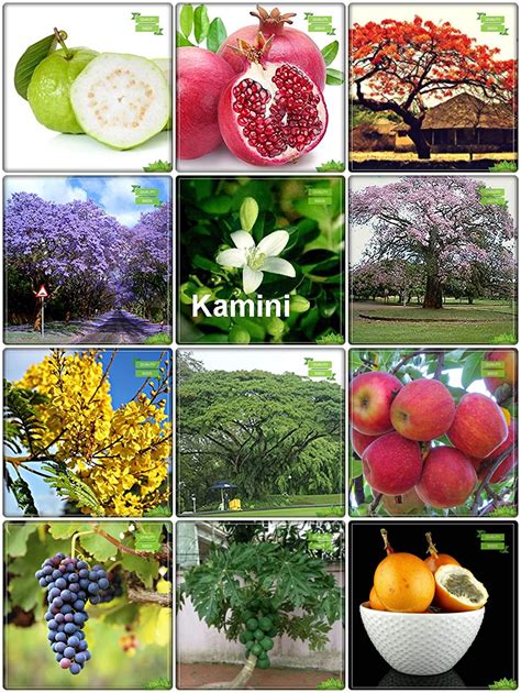 Creative Farmer Plant Seeds Combo Fruit And Tree Seeds Jacaranda Mimosafolia Gulmohar Orange