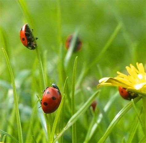 1000+ images about Ladybug Infestation on Pinterest | Kitchenware, Lady ...