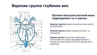 Anatomy of the venous system of the brain | PPT