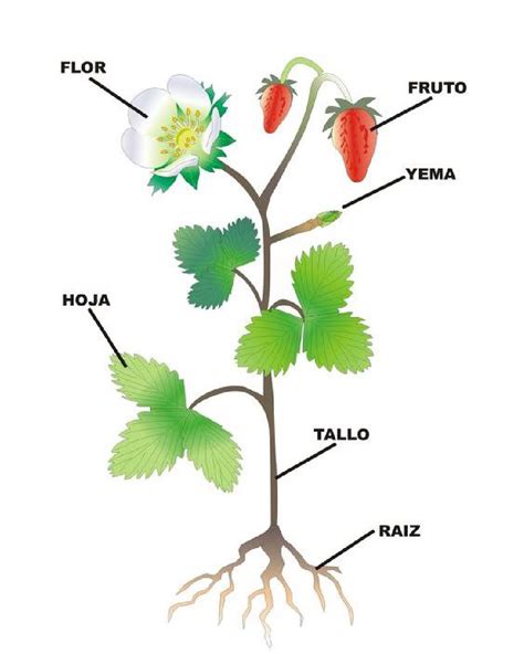 El Aroma De Las Flores