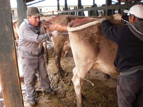 Servicios De InseminaciÓn Artificial En Ganado Vacuno Y Ovino GanaderÍa Sustentable