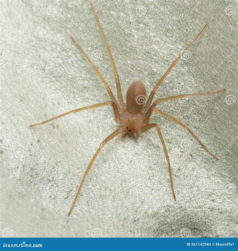 Mediterranean Recluse Spider, Violin Spider Loxosceles Rufescens Stock Image - Image of ...