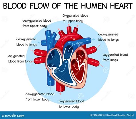 Heart Diagram With Blood Flow Drawing Creative Human Heart A