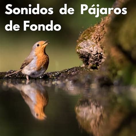 Amazon Music Pájaros del BosqueのSonidos de Pájaros de Fondo Amazon