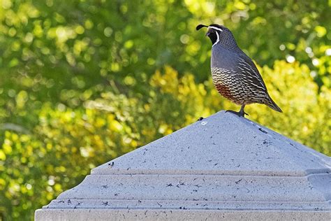 California Quail Facts Pictures Uses Origins And Characteristics