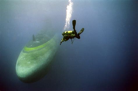 The Real Biggest Fish In The Sea Pics