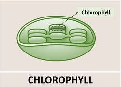 Difference Between Chlorophyll and Chloroplast (with Comparison Chart) - Biology Reader