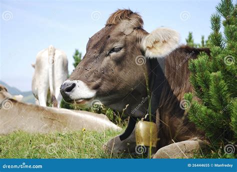 Cow With Cowbell Stock Image Image Of Agriculture Cowbell 26444655