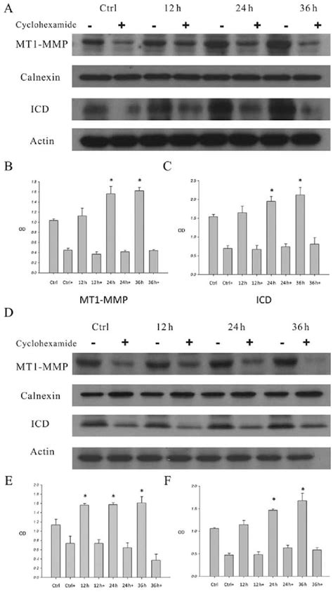 Effect Of Cycloheximide In Ha Induced Mt1 Mmp Expression And Cd44