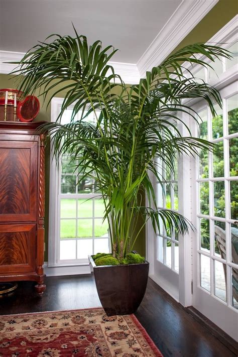 17 Types Of Indoor Palm Plants Best Palm Varieties