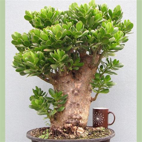 Bons I De Jade Enano Portulacaria Afra Crassula Ovata