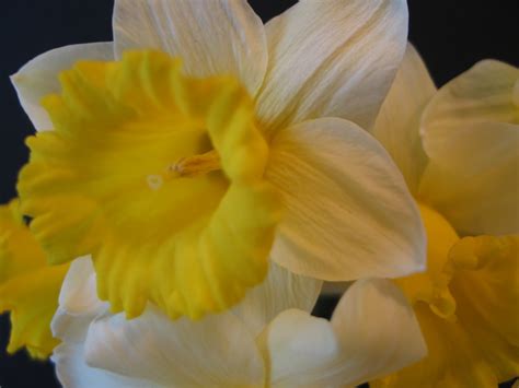 It's All About Purple: Daffodils from the Garden