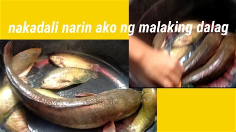 Tiksay Fish Hunting Naka Jackpot At Nakadali Narin Ng Malaking Dalag