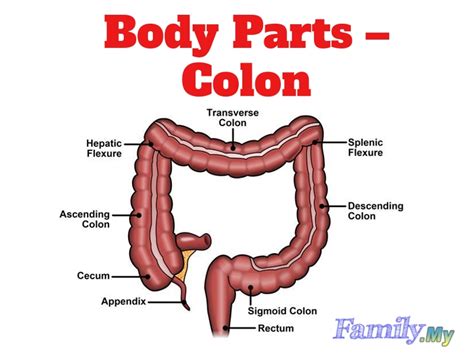 Colon Parts | Hot Sex Picture