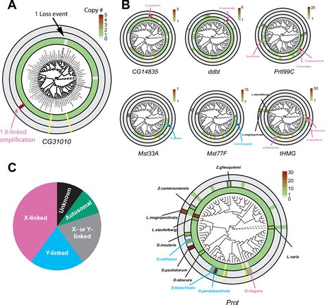 Expansion And Loss Of Sperm Nuclear Basic Protein Genes In Drosophila