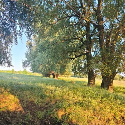 Um campo de árvores um campo de grama e árvores a palavra