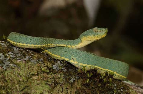 10 Dangerously Venomous Snakes Of Brazil - Snake Radar