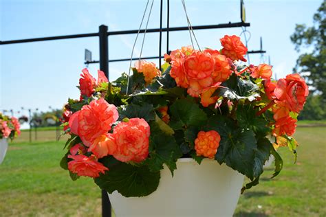 On Top Sun Glow Begonia Begonia Amerihybrid On Top Sun Glow In