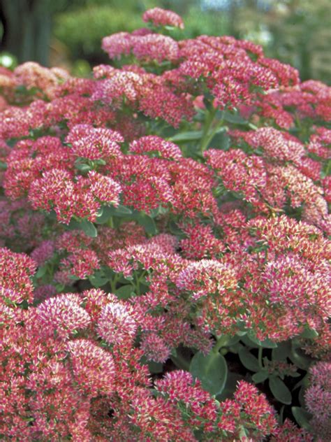 Sedum Autumn Joy Bluestone Perennials