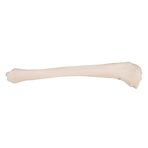 Human Tibia Model 3B Smart Anatomy 1019363 3B Scientific A35 3