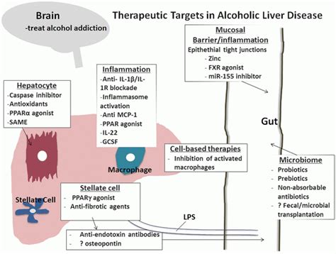 Treatment of Alcoholic Liver Disease Including Emerging Therapies, Novel Targets, and Liver ...