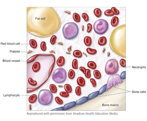 What are Blood & bone marrow cancers - Lymphoma & Leukemia