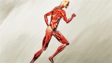 whats  difference  concentric  eccentric muscle