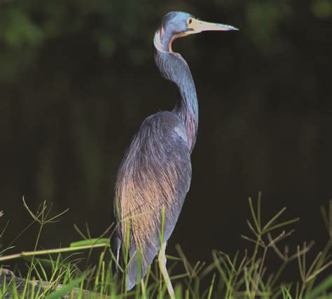 Animals of Guyana – Guyana Times International – The Beacon of Truth