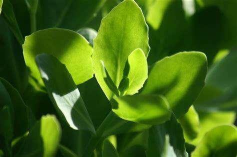 Free Images Tree Nature Forest Grass Leaf Flower Petal Food