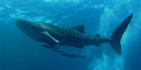 Whale shark habitat | whale shark palawan