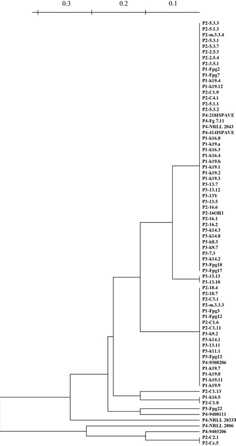 Unweighted Pair Group Method With Arithmetic Average UPGMA Dendrogram