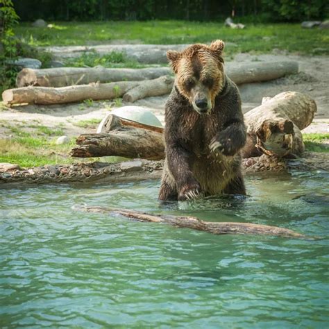 Grizzly Bear Shakes Water After A Swim In The Lake At The Zoo Stock