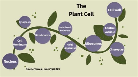 Plant Cell Analogies Collage By Gizelle Torres